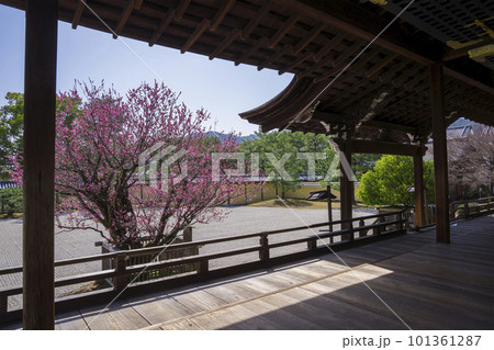 京都　大覚寺宸殿前の左近の梅と右近の橘　 101361287