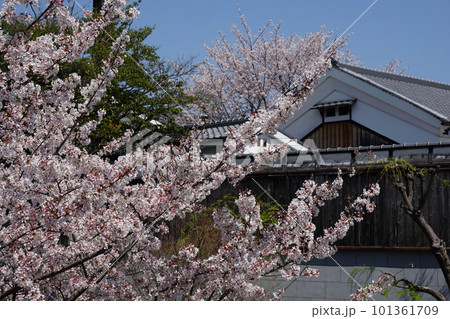 京都伏見の酒蔵と満開の桜 101361709