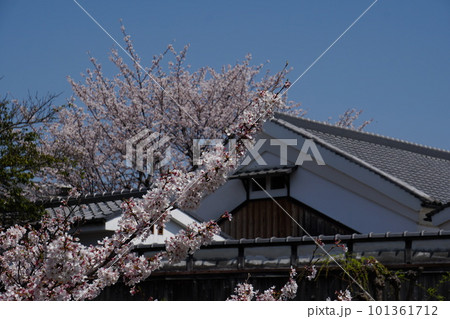 京都伏見の酒蔵と満開の桜 京都伏見の酒蔵と満開の桜 101361712
