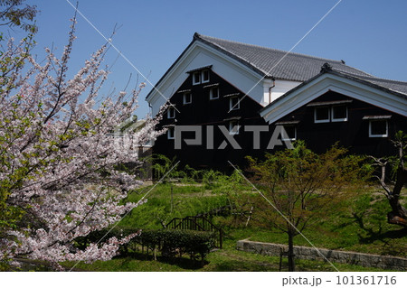 京都伏見の酒蔵と満開の桜 京都伏見の酒蔵と満開の桜 101361716