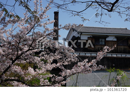 京都伏見の酒蔵と満開の桜 京都伏見の酒蔵と満開の桜 101361720