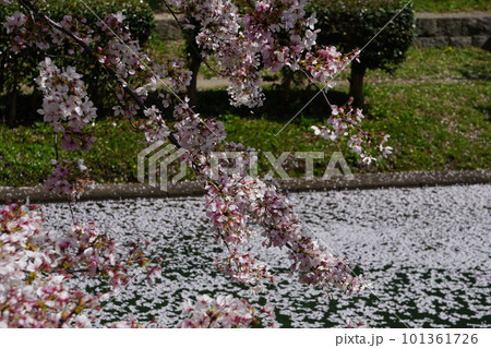 京都伏見の酒蔵と満開の桜 京都伏見の酒蔵と満開の桜 101361726