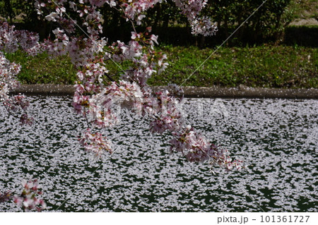 京都伏見の酒蔵と満開の桜 京都伏見の酒蔵と満開の桜 101361727