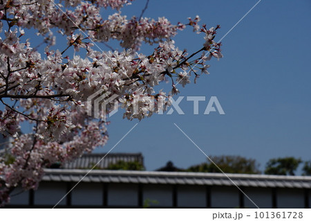 京都伏見の酒蔵と満開の桜 京都伏見の酒蔵と満開の桜 101361728