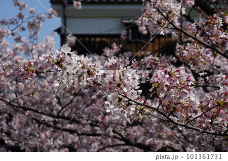 京都伏見の酒蔵と満開の桜 京都伏見の酒蔵と満開の桜 101361731