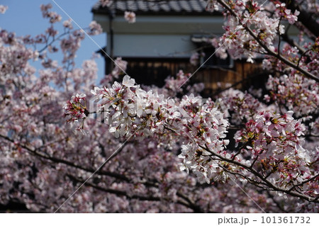京都伏見の酒蔵と満開の桜 京都伏見の酒蔵と満開の桜 101361732
