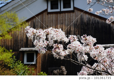 京都伏見の酒蔵と満開の桜 101361735