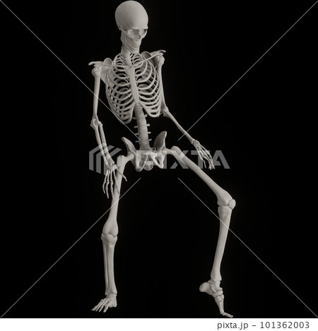 ポーズをとる人体の骸骨さん黒バック ポーズをとる人体の骸骨さん黒バック 101362003