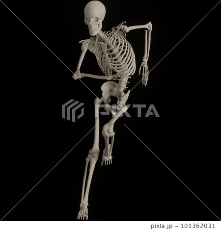 ポーズをとる人体の骸骨さん黒バック ポーズをとる人体の骸骨さん黒バック 101362031