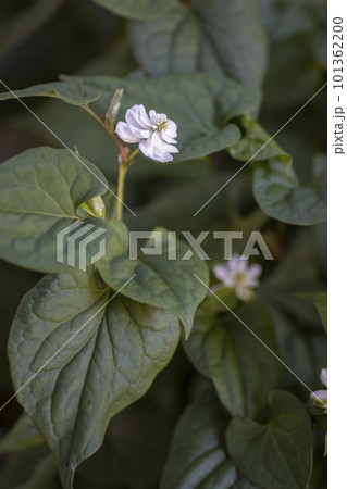 八重咲きドクダミの花 八重咲きドクダミの花 101362200
