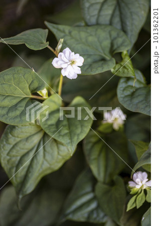 八重咲きドクダミの花 八重咲きドクダミの花 101362201