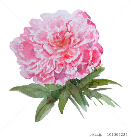 Watercolor Flower On White Background Watercolor Flower On White Background 101362222