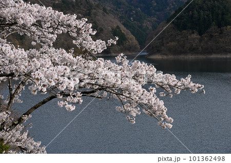 奥多摩湖と桜の風景 奥多摩湖と桜の風景 101362498