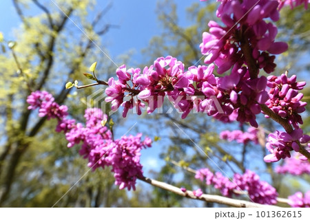 ハナズオウの花 101362615