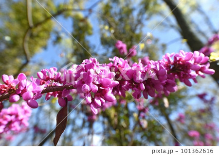 ハナズオウの花 ハナズオウの花 101362616