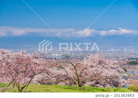 (山梨県)桃源郷 春の甲府盆地とアルプス (山梨県)桃源郷 春の甲府盆地とアルプス 101362663