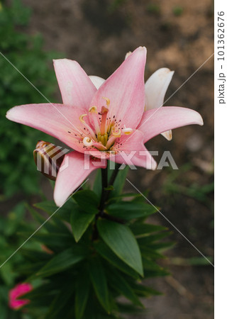 Pink flower Asiatic Hybrids Lilium Elodie in summer in the garden Pink flower Asiatic Hybrids Lilium Elodie in summer in the garden 101362676