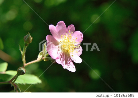 ピンク色のノイバラの花 ピンク色のノイバラの花 101362699