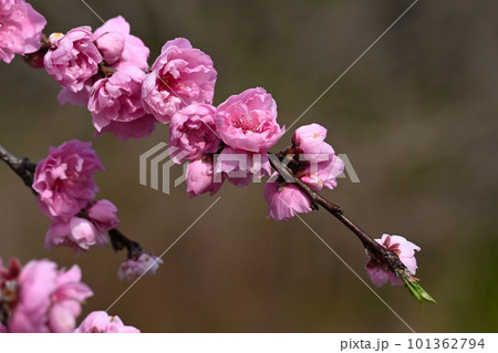 ハナモモの花 ハナモモの花 101362794