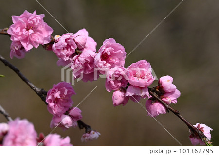 ハナモモの花 101362795