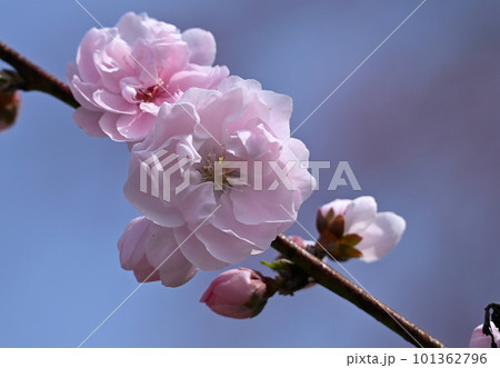 ハナモモの花 101362796