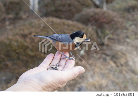 手に乗る人懐っこい野鳥(やまがら) 手に乗る人懐っこい野鳥(やまがら) 101362801
