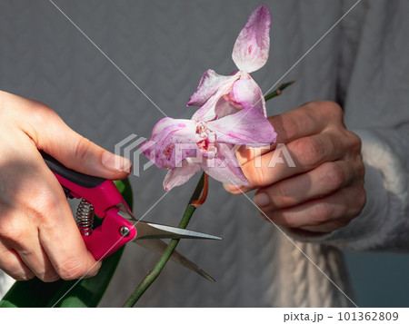 Close up pruning damaged orchid flowers with scissors. Home gardening, orchid breeding. Dry deep purple flower. Insects, pests of indoor plants, death of orchids. Close up pruning damaged orchid flowers with scissors. Home gardening, orchid breeding. Dry deep purple flower. Insects, pests of indoor plants, death of orchids. 101362809
