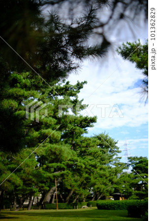 松の木のある風景 101362829