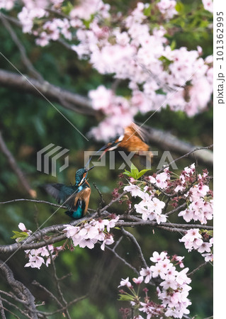 桜の木で戯れるカワセミ 101362995