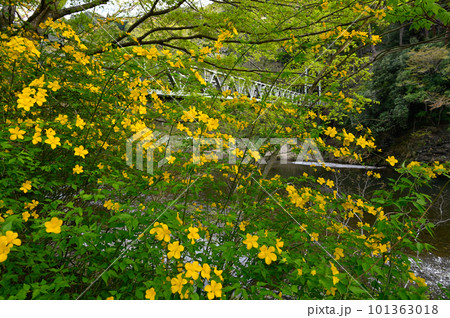 山吹の花と奥多摩の吊り橋 山吹の花と奥多摩の吊り橋 101363018