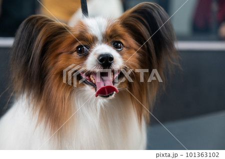 Portrait of a cute tricolor papillon. Continental spaniel dog with tongue hanging out. Portrait of a cute tricolor papillon. Continental spaniel dog with tongue hanging out. 101363102