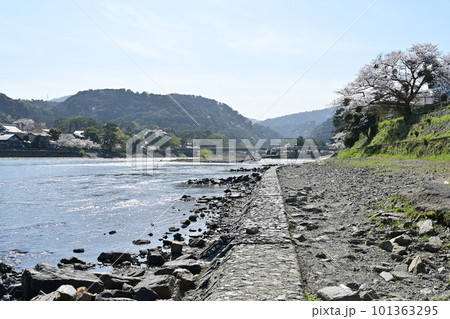 日本三古橋の宇治橋付近の川のせせらぎと桜の木 日本三古橋の宇治橋付近の川のせせらぎと桜の木 101363295