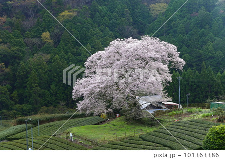 牛代の水目桜 静岡県 牛代の水目桜 静岡県 101363386