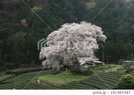 牛代の水目桜　　静岡県 101363387