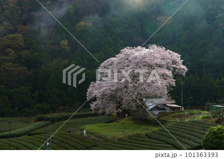 牛代の水目桜　　静岡県 101363393