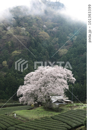牛代の水目桜　　静岡県 101363399