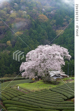 牛代の水目桜　　静岡県 101363402