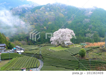 牛代の水目桜　　静岡県 101363409