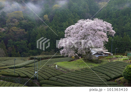 牛代の水目桜 静岡県 牛代の水目桜 静岡県 101363410