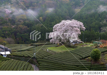 牛代の水目桜　　静岡県 101363411