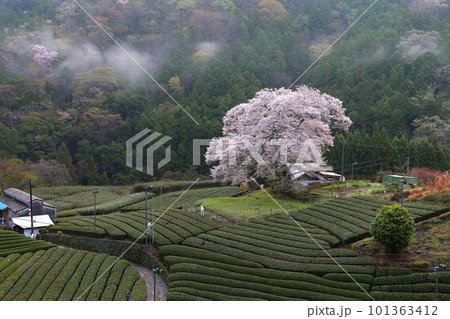 牛代の水目桜 静岡県 牛代の水目桜 静岡県 101363412