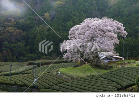 牛代の水目桜 静岡県 牛代の水目桜 静岡県 101363413