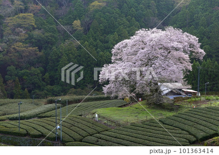 牛代の水目桜 静岡県 牛代の水目桜 静岡県 101363414