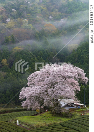 牛代の水目桜 静岡県 牛代の水目桜 静岡県 101363417