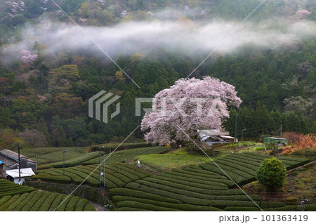 牛代の水目桜　　静岡県 101363419