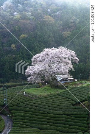 牛代の水目桜　　静岡県 101363424