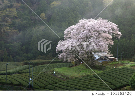 牛代の水目桜　　静岡県 101363426