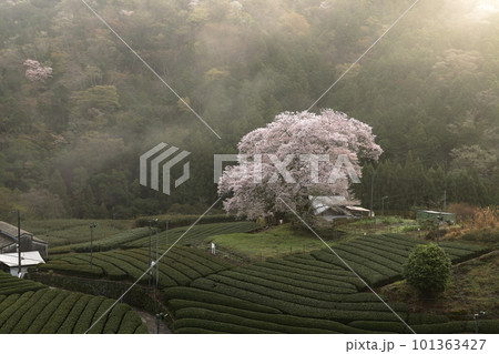 牛代の水目桜　　静岡県 101363427