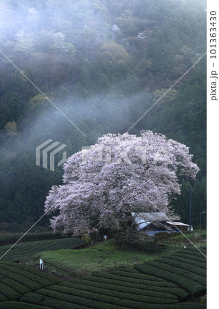 牛代の水目桜　　静岡県 101363430