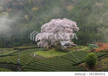 牛代の水目桜 静岡県 牛代の水目桜 静岡県 101363431